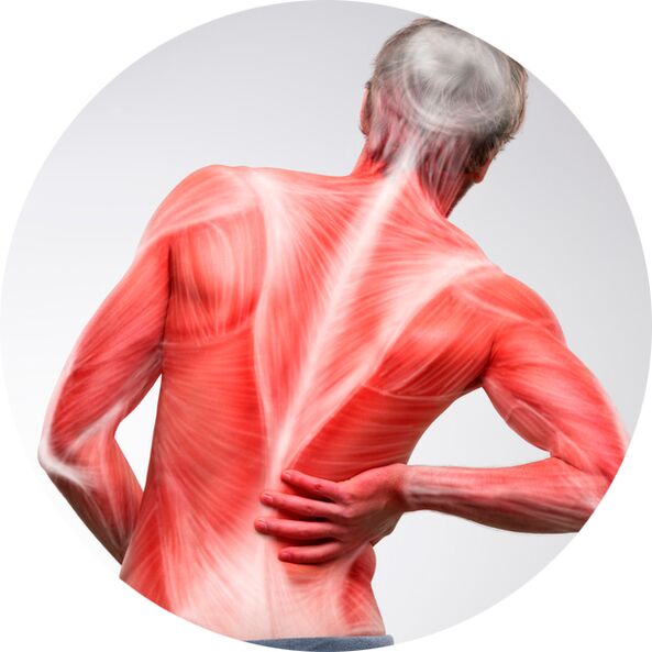 Chrbát je pre väčšinu ľudí častým zdrojom bolesti svalov a kĺbov.